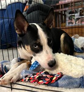 Sven the Alaskan Husky/Mix at St. Hubert's Animal Welfare Center