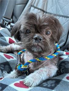 Wicket the Shih Tzu Mix at SAVE, A Friend to Homeless Animals