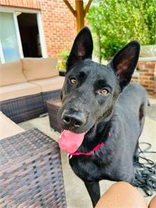 King the German Shepherd Dog Mix at Trina & Friends K9 Rescue