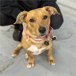 Ryder the Mixed Breed at Hearts & Bones Rescue