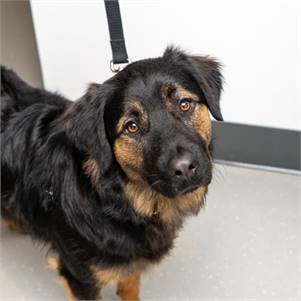 Mochi the Shepherd Mix at Animal Haven