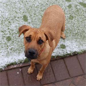 Ruby the Mixed Breed at North Shore Animal League