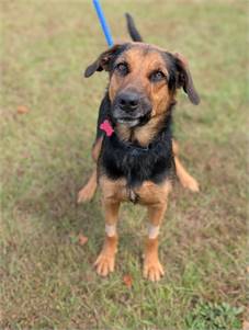 Talia the German Sheperd Dog at Home For Good Dog Rescue