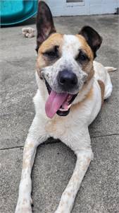 Australian Cattle Dog/ Blue Heeler / Shepherd Mix at Eleventh Hour Rescue