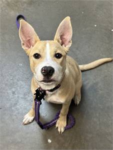 Labrador Retriever / Australian Shepherd Mix