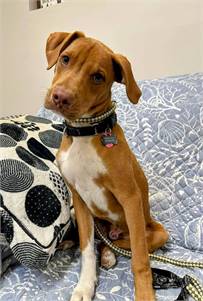 Rhodesian Ridgeback Mix at Eleventh Hour Rescue