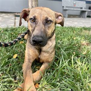 Whippet Mix at Eleventh Hour Rescue