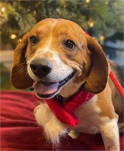 Cooper the Beagle at NJSH Pet Rescue