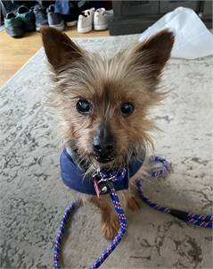 Sparky the Silky Terrier at NJSH Pet Rescue