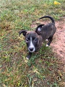 Winnie the Mixed Breed at Castle of Dreams Animal Rescue