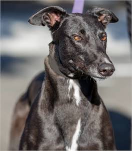 Reba the Greyhound at Greyhound Friends of New Jersey