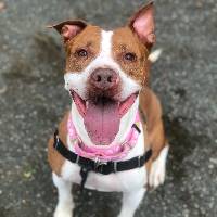 Greta the Pit Bull Mix at A Pathway to Hope