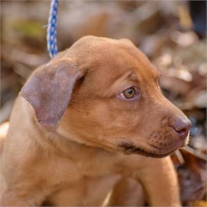 Lenny the Hound Mix at Animal Alliance of NJ