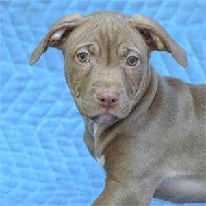 Paulie the Hound & Pit Bull Terrier Mix at Animal Alliance of NJ