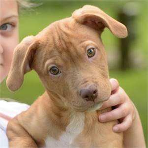 Cadet the Hound at Animal Alliance of NJ