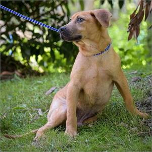 Adonis the Hound Mix at Animal Alliance of NJ