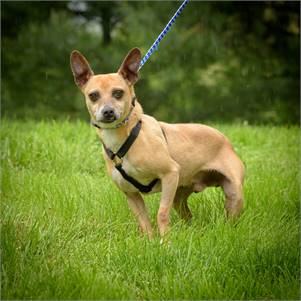 Johnny the Miniature Pinscher Mix at Animal Alliance of NJ