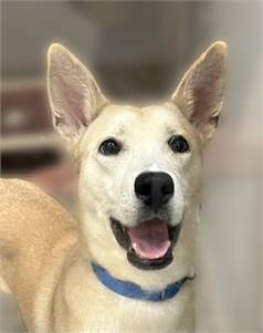 Zach the Korean Jindo Mix at Animal Welfare Association of New Jersey