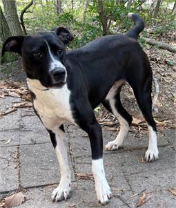 Reva the Retriever/ Labrador Mix Animal Welfare Association of New Jersey