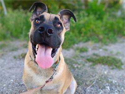 Rock the Black Mouth Cur & Shepherd Mix at A Second Chance for Ziva