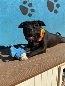 Anastasia the Pit Bull Terrier Mix at AHS-Tinton Falls