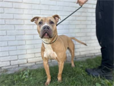 Mae the Pit Bull Terrier Mix at Associated Humane Societies - Newark