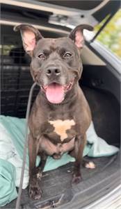 Coffee Cake the Pit Bull Terrier Mix at Associated Humane Societies - Newark