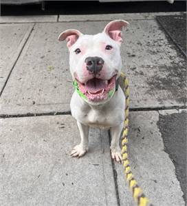 Chrissy the Pit Bull Terrier Mix at Associated Humane Societies - Newark