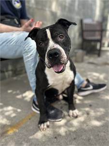 Nash the Pit Bull Terrier Mix at Associated Humane Societies - Newark