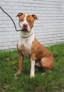 Eli the Pit Bull Terrier Mix at Associated Humane Societies - Newark