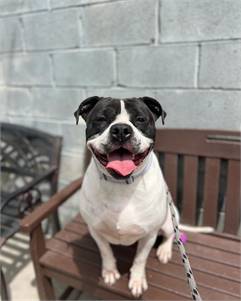 Ike the American Bulldog & Pit Bull Terrier Mix at AHS - Newark