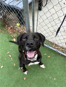 Whoopi the Mixed Breed at Beacon Animal Rescue