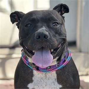 Xena the Pit Bull Terrier at Best Friend Dog and Animal Adoption, Inc.