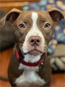 Cash the Pit Bull Terrier Mix at Best Friend Dog and Animal Adoption, Inc.