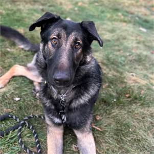 Teddy the German Shepherd Dog Mix at Big Dog Rescue Project