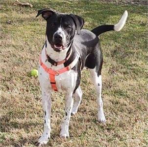 Roscoe at Cape May County Animal Shelter and Adoption Center