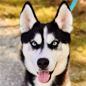 Echo the Siberian Husky at the Ocean County Health Department