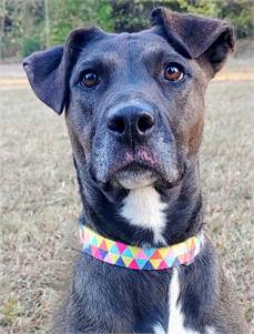 Palmer the Mixed Breed at Homeward Bound