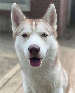 Rosie the Siberian Husky