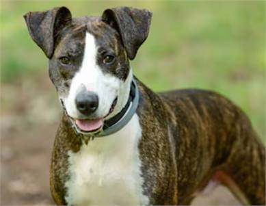 Seven/Sofia the Hound at Jersey Shore Animal Center