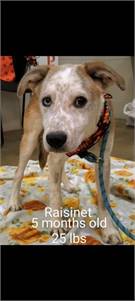 Raisinet the Australian Cattle Dog / Blue Heeler & Husky Mix at JKRC Rescue