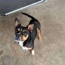 Rocko the Rat Terrier & Chihuahua Mix at JKRC Rescue