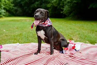 Sadie the Pit Bull Terrier & Labrador Retriever Mix at JKRC Rescue