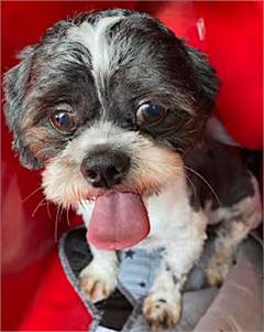 Buster the Shih Tzu at Lonely Paws