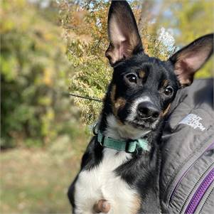 Rudy the Rat Terrier & Feist Mix at Lost Paws Animal Rescue