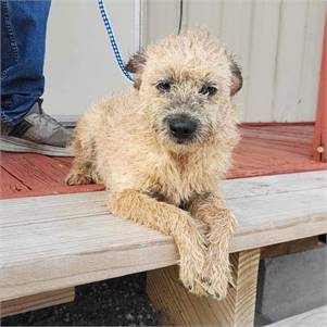 Chandis the Terrier at MatchDog Rescue