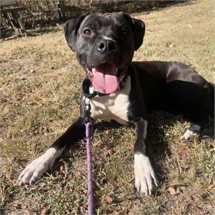 Taylor the Pit Mix at Monmouth County SPCA