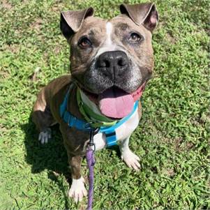 Sasha the Pitbull Mix at Monmouth County SPCA