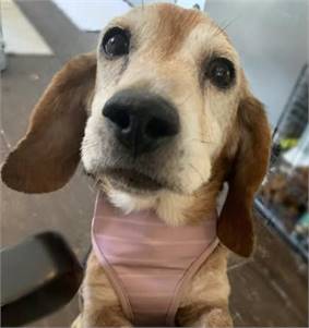 Mona the Beagle/Basset Hound at New Life Animal Rescue