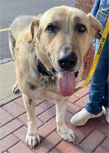 Cousin Brucie TX the Shepherd / Great Pyrenees Mix at North Star Pet Rescue